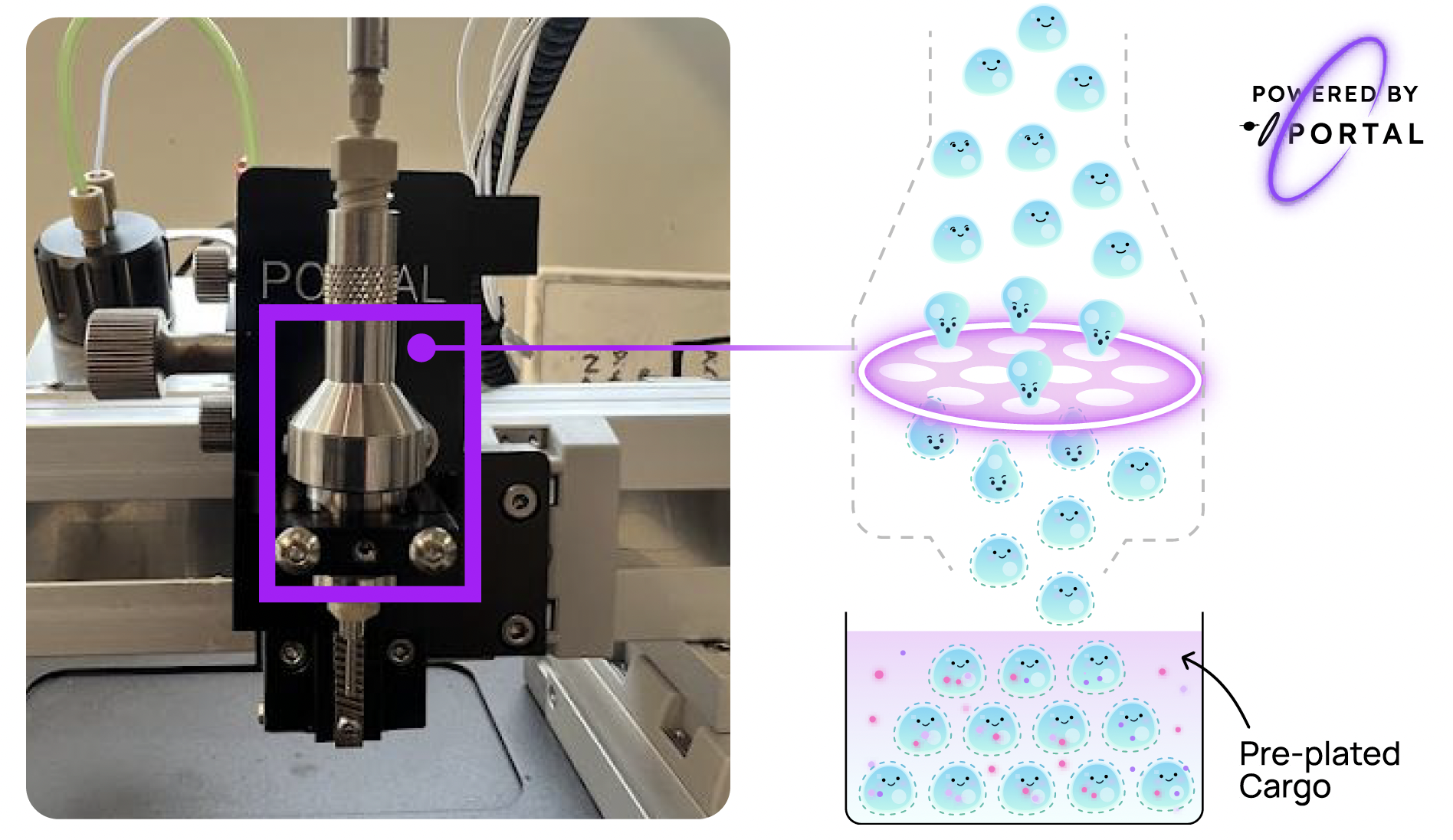 Enabling High-Throughput Screening by Automated Dispensing into Pre-Loaded Cargo Plates. The Portal cartridge (purple box) is integrated in-line with the existing HighRes Biosolutions Precise Drop II (PDII) (Left). Cells are porated as they transit through the silicon membrane into multi-well plates pre-plated with cargo (Right). The porated cells take up material upon dispensing into the well before membrane recovery.